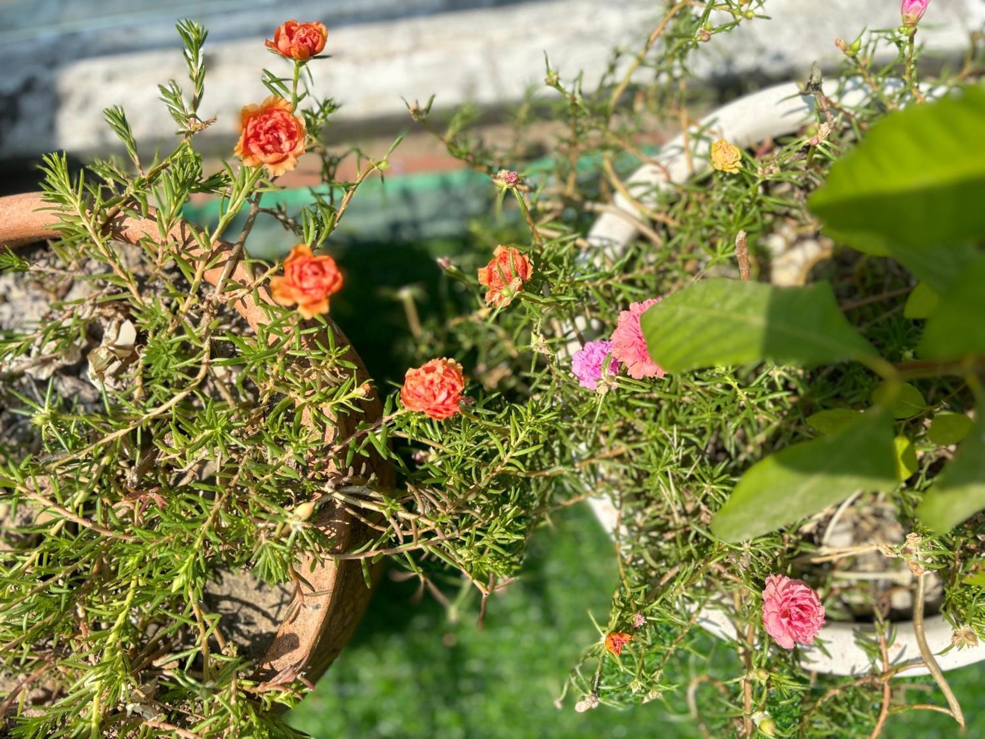 Good Morning Hoi An Homestay And Hostel Dış mekan fotoğraf